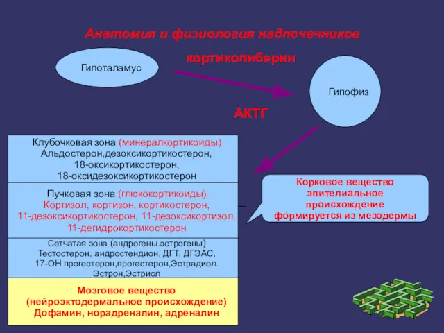 Анатомия и физиология надпочечников Гипофиз Гипоталамус Мозговое вещество (нейроэктодермальное происхождение)