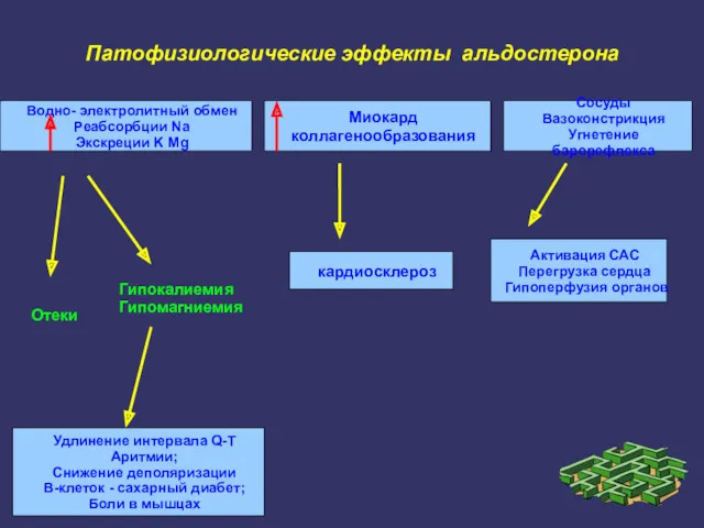 Патофизиологические эффекты альдостерона Водно- электролитный обмен Реабсорбции Na Экскреции K