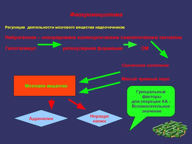 Феохромоцитома Регуляция деятельности мозгового вещества надпочечников Нейрогенная – опосредована холинэргическим