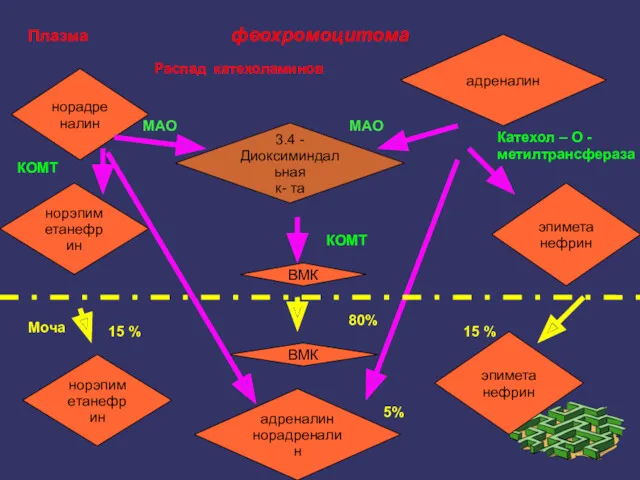 феохромоцитома Распад катехоламинов эпиметанефрин 3.4 -Диоксиминдальная к- та норадреналин адреналин