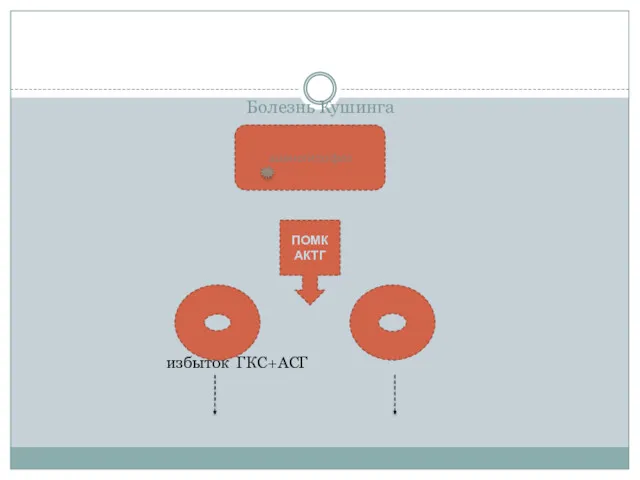Болезнь Кушинга избыток ГКС+АСГ аденогипофиз ПОМК АКТГ