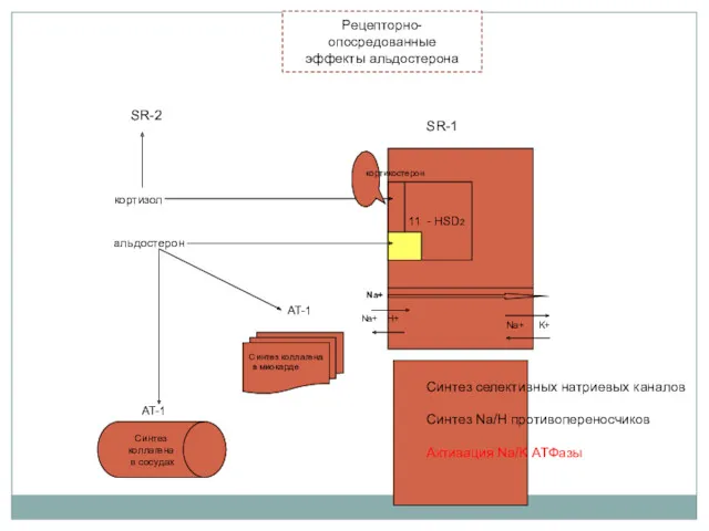 11 - HSD2 SR-1 Na+ Na+ H+ Na+ K+ Синтез