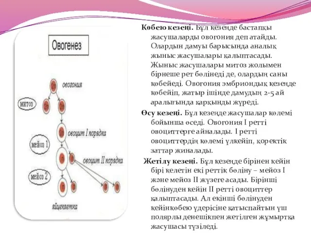 Көбею кезеңі. Бұл кезеңде бастапқы жасушаларды овогония деп атайды. Олардын