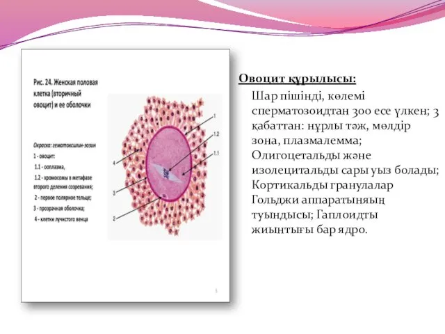 Овоцит құрылысы: Шар пішінді, көлемі сперматозоидтан 300 есе үлкен; 3