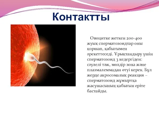 Контактты Овоцитке жеткен 200-400 жуық сперматозоидтар оны қоршап, қабығымен әрекеттеседі.