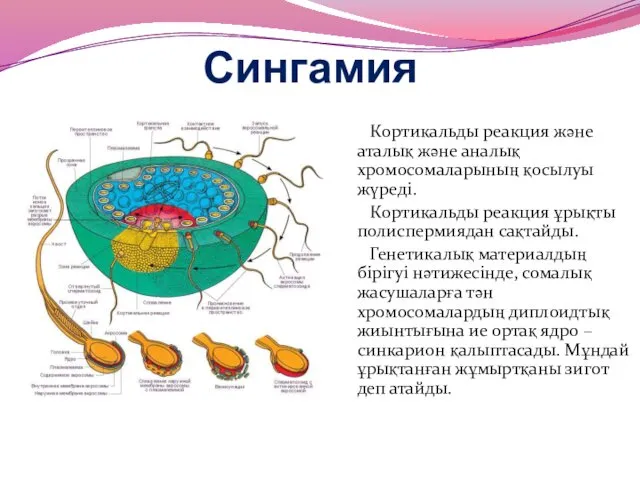 Сингамия Кортикальды реакция және аталық және аналық хромосомаларының қосылуы жүреді.