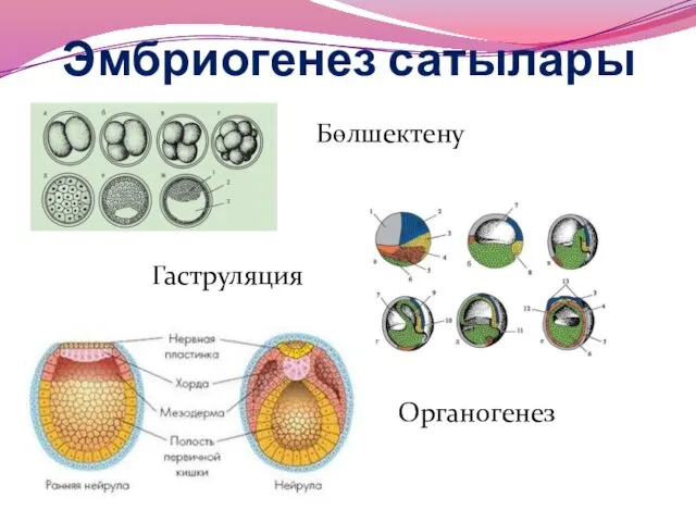 Эмбриогенез сатылары Бөлшектену Гаструляция Органогенез