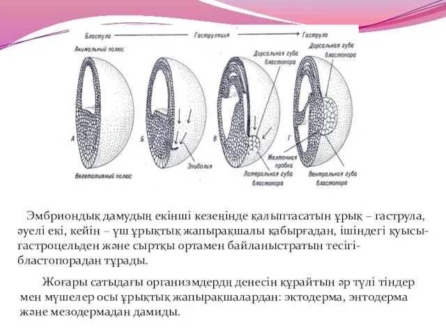 Эмбриондық дамудың екінші кезеңінде қалыптасатын ұрық – гаструла, әуелі екі,