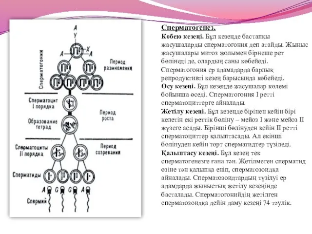 Сперматогенез. Көбею кезеңі. Бұл кезеңде бастапқы жасушаларды сперматогония деп атайды.