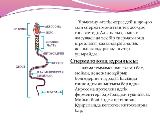 Ұрықтану өтетін жерге дейін 150-400 млн сперматозоидттан тек 200-400 ғана