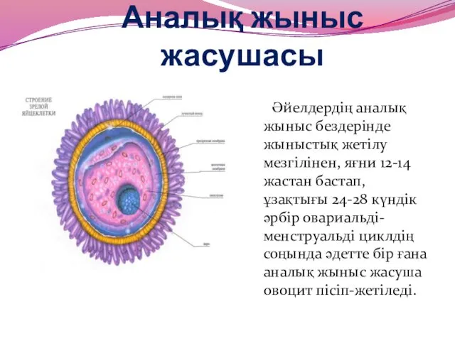 Аналық жыныс жасушасы Әйелдердің аналық жыныс бездерінде жыныстық жетілу мезгілінен,