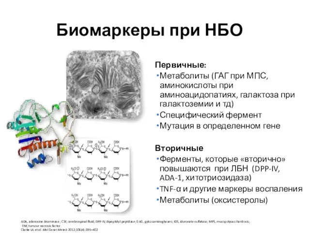 Биомаркеры при НБО Первичные: Метаболиты (ГАГ при МПС, аминокислоты при аминоацидопатиях, галактоза при