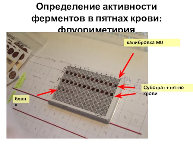 Определение активности ферментов в пятнах крови: флуориметирия калибровка MU Субстрат + пятно крови бланк