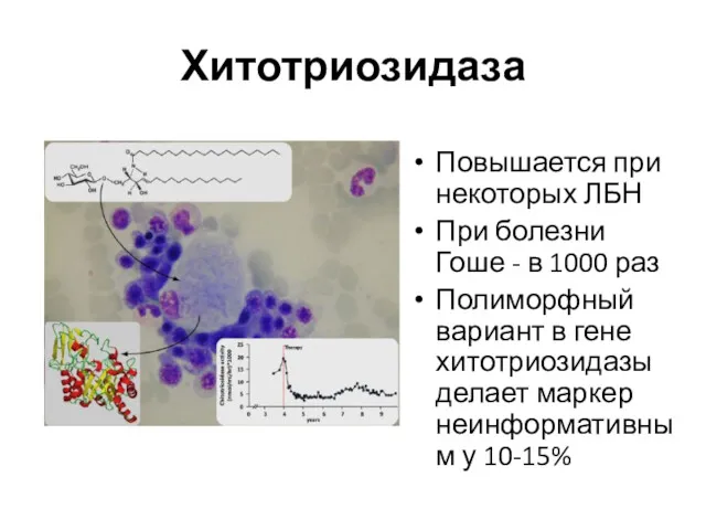 Хитотриозидаза Повышается при некоторых ЛБН При болезни Гоше - в