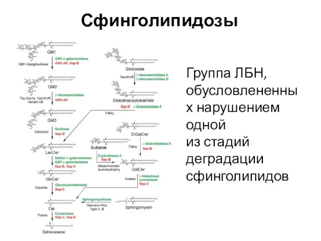 Сфинголипидозы Группа ЛБН, обусловлененных нарушением одной из стадий деградации сфинголипидов