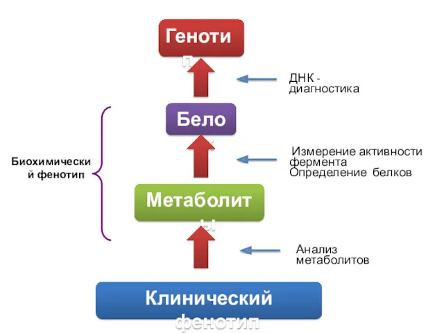 Генотип Белок Метаболиты Клинический фенотип Биохимический фенотип ДНК -диагностика Измерение активности фермента Определение белков Анализ метаболитов