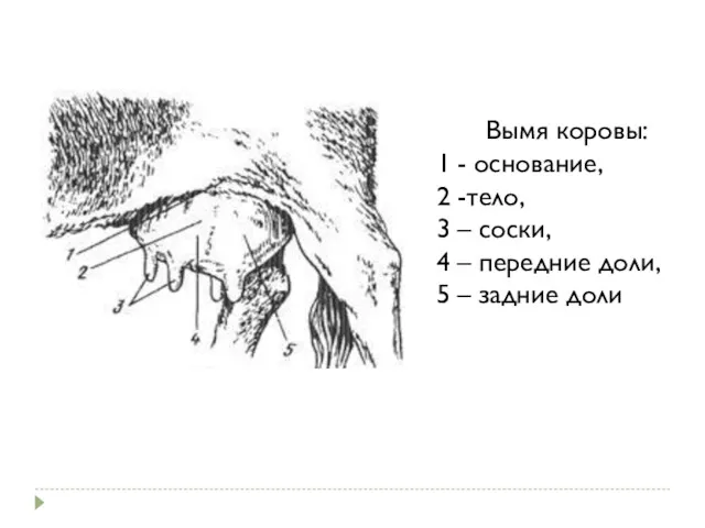 Вымя коровы: 1 - основание, 2 -тело, 3 – соски,