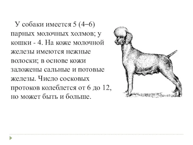 У собаки имеется 5 (4–6) парных молочных холмов; у кошки