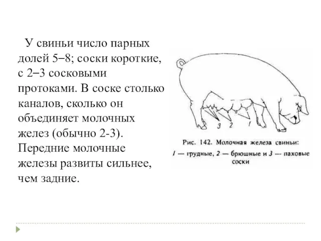 У свиньи число парных долей 5–8; соски короткие, с 2–3