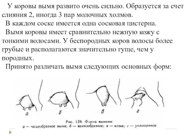 У коровы вымя развито очень сильно. Образуется за счет слияния