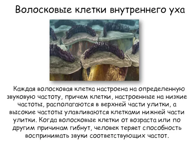 Волосковые клетки внутреннего уха Каждая волосковая клетка настроена на определенную