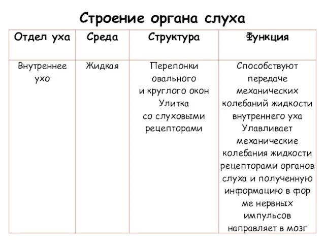 Строение органа слуха