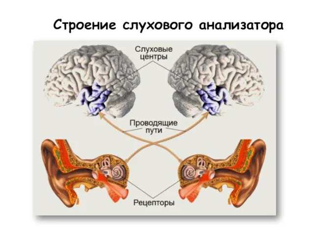 Строение слухового анализатора