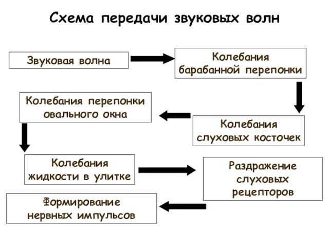 Звуковая волна Колебания барабанной перепонки Колебания слуховых косточек Колебания перепонки