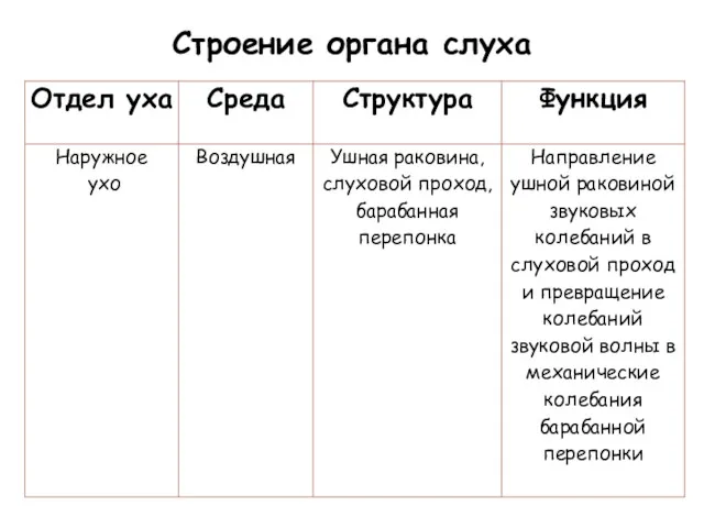 Строение органа слуха