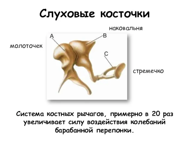 молоточек наковальня стремечко Слуховые косточки Система костных рычагов, примерно в