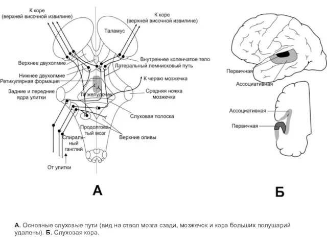 А. Основные слуховые пути (вид на ствол мозга сзади, мозжечок