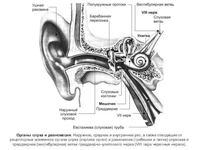 черепных нервов). Органы слуха и равновесия. Наружное, среднее и внутреннее