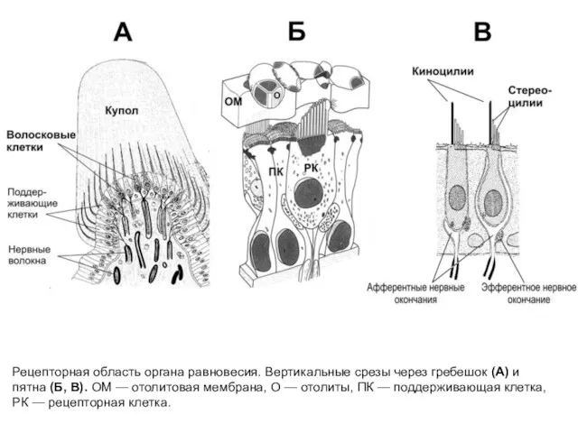 Рецепторная область органа равновесия. Вертикальные срезы через гребешок (А) и