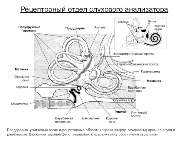Рецепторный отдел слухового анализатора Преддверно–улитковый орган и рецепторные области (справа
