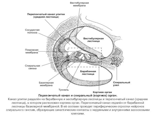 Перепончатый канал и спиральный (кортиев) орган. Канал улитки разделён на