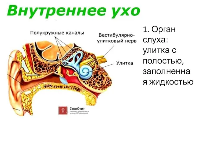 1. Орган слуха: улитка с полостью, заполненная жидкостью