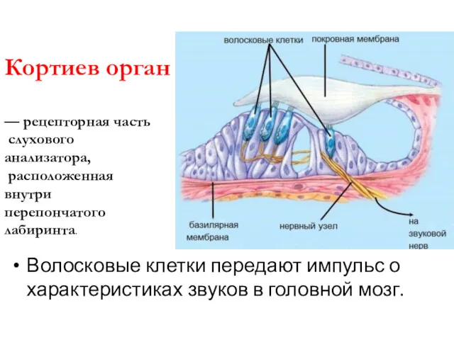 Волосковые клетки передают импульс о характеристиках звуков в головной мозг.