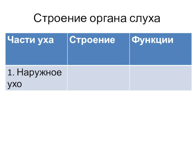 Строение органа слуха