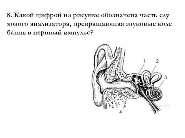 8. Какой циф­рой на ри­сун­ке обо­зна­че­на часть слу­хо­во­го анализатора, пре­вра­ща­ю­щая зву­ко­вые ко­ле­ба­ния в нерв­ный импульс?