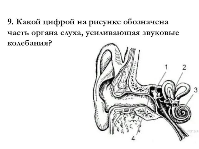 9. Какой циф­рой на ри­сун­ке обо­зна­че­на часть органа слу­ха, уси­ли­ва­ю­щая зву­ко­вые колебания?