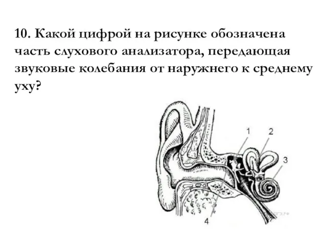 10. Какой циф­рой на ри­сун­ке обо­зна­че­на часть слу­хо­во­го анализатора, пе­ре­да­ю­щая