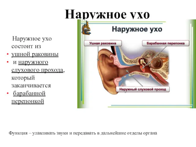 Наружное ухо Наружное ухо состоит из ушной раковины и наружного