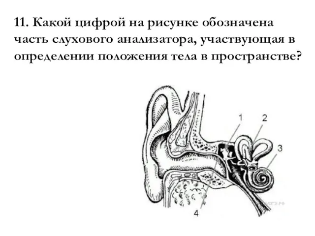 11. Какой циф­рой на ри­сун­ке обо­зна­че­на часть слу­хо­во­го анализатора, участ­ву­ю­щая в опре­де­ле­нии по­ло­же­ния тела в пространстве?