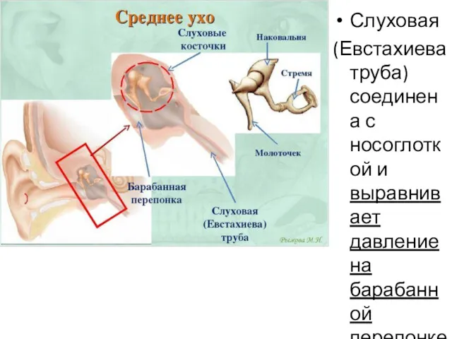 Слуховая (Евстахиева труба) соединена с носоглоткой и выравнивает давление на барабанной перепонке