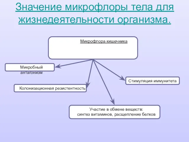 Значение микрофлоры тела для жизнедеятельности организма. Микрофлора кишечника Микробный антагонизм