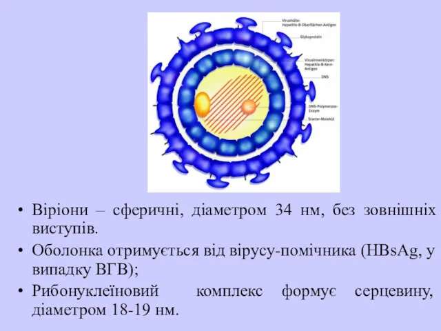 Віріони – сферичні, діаметром 34 нм, без зовнішніх виступів. Оболонка