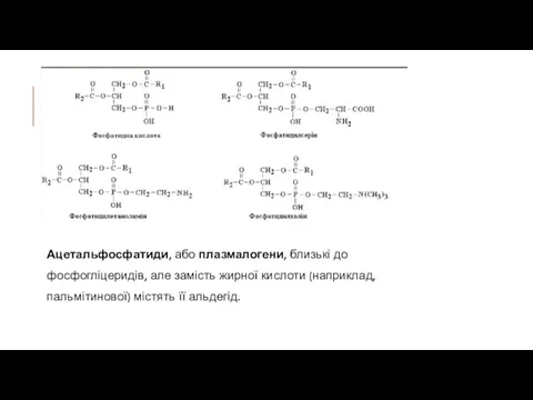 Ацетальфосфатиди, або плазмалогени, близькі до фосфогліцеридів, але замість жирної кислоти (наприклад, пальмітинової) містять її альдегід.