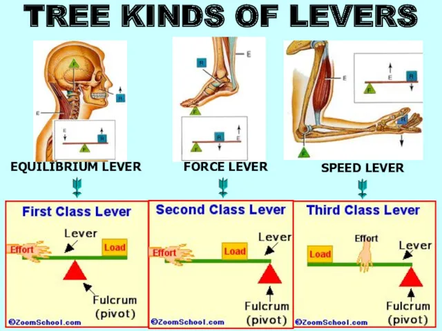 TREE KINDS OF LEVERS EQUILIBRIUM LEVER FORCE LEVER SPEED LEVER