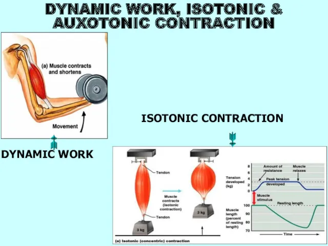 DYNAMIC WORK, ISOTONIC & AUXOTONIC CONTRACTION DYNAMIC WORK ISOTONIC CONTRACTION