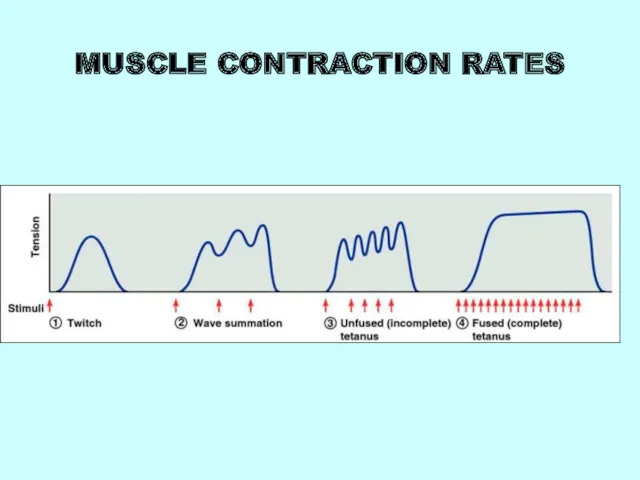 MUSCLE CONTRACTION RATES
